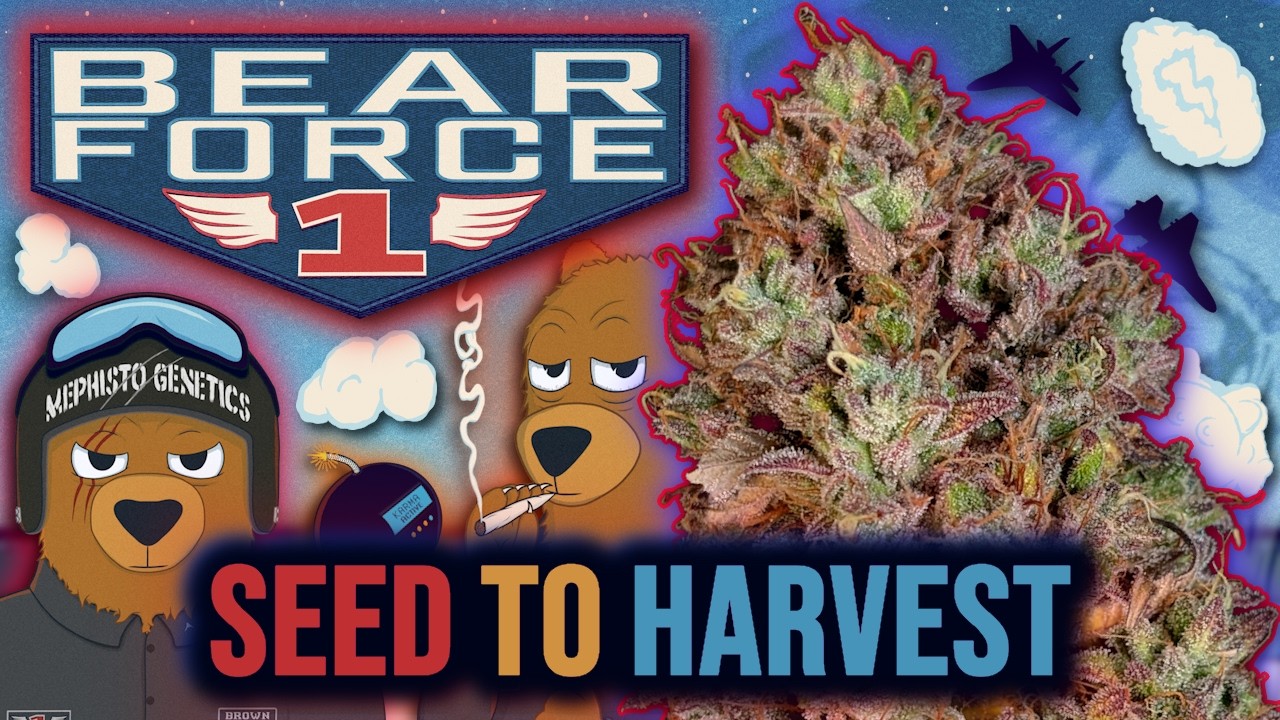 BEAR FORCE 1 🐻🎖️ | Mephisto Genetics SEED to HARVEST Autoflower Grow