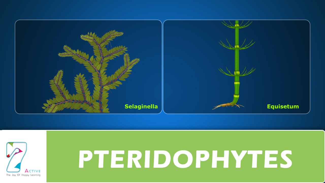 PTERIDOPHYTES