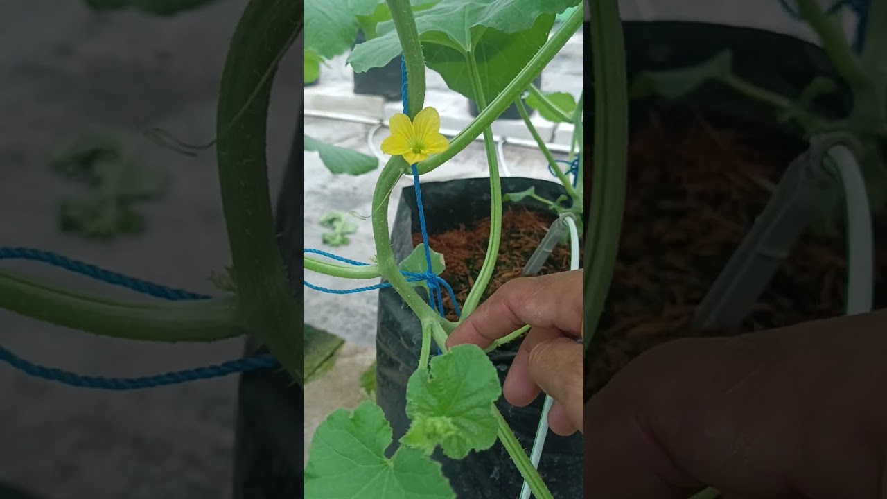 Perawatan tanaman melon dr pindah tanam