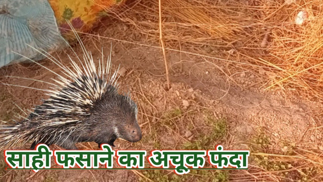 साही फसाने का फंदा। साही पकड़ने का फंदा। साही कैसे पकड़े। Porcupine Trap। साही का ट्रैप Sahi Trap