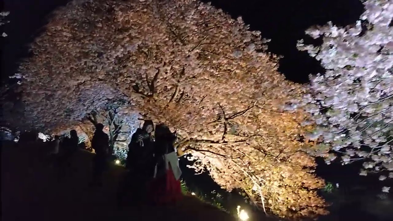 静岡県南伊豆町　みなみの桜と菜の花まつり　夜桜ライトアップ