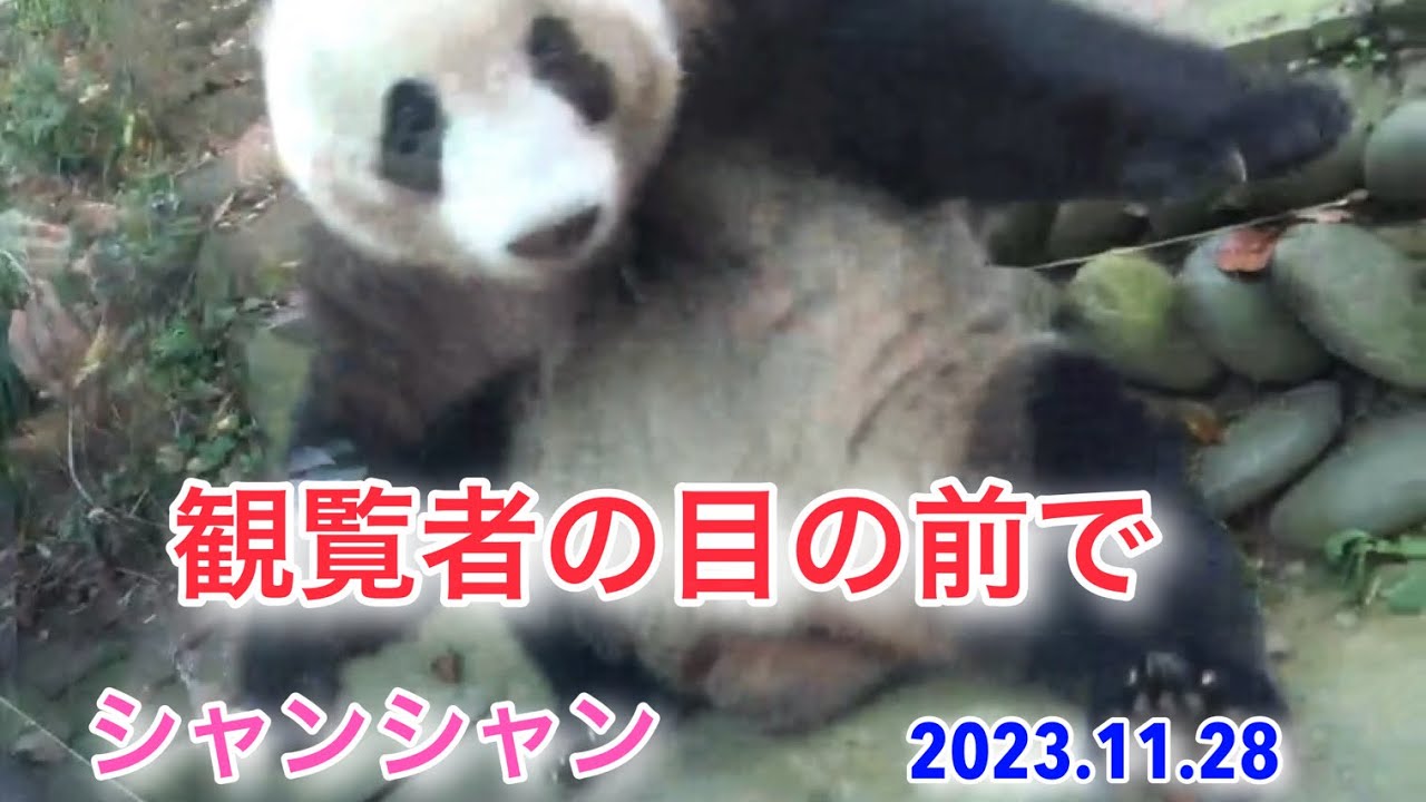 2023.11.28 観覧者の目の前で　#シャンシャン　#雅安碧峰峡基地