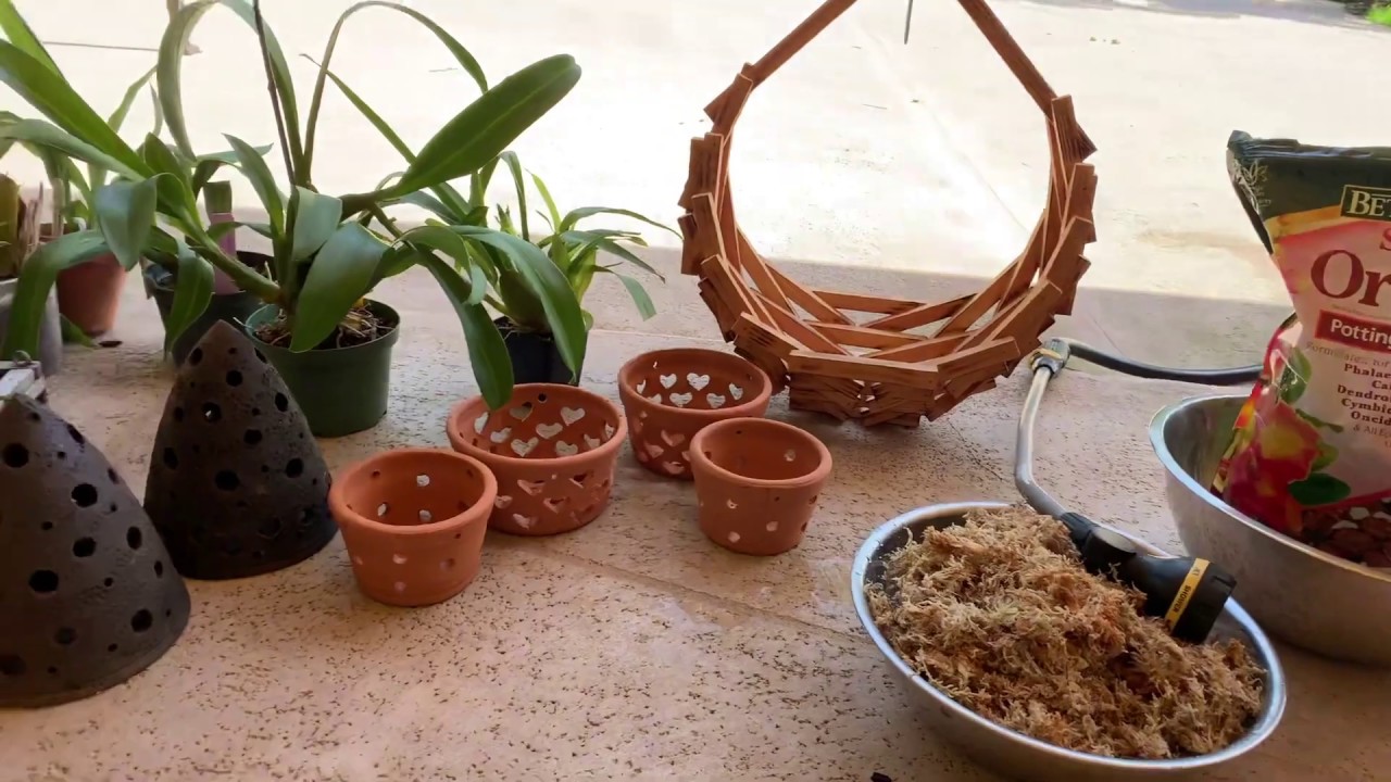 Repotting Orchids, Oncidiums and Catasetums, Summer 2019 DIY Orchid Project