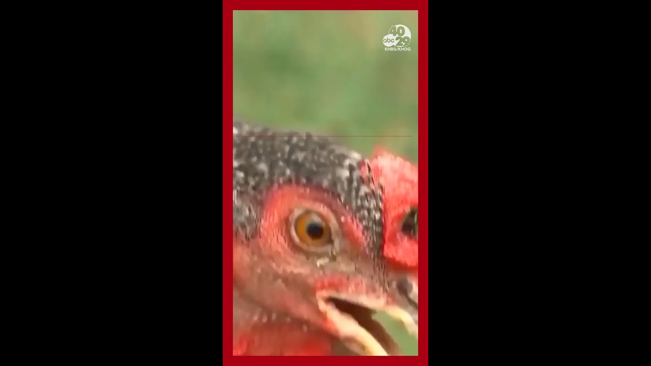 How not to get bird flu