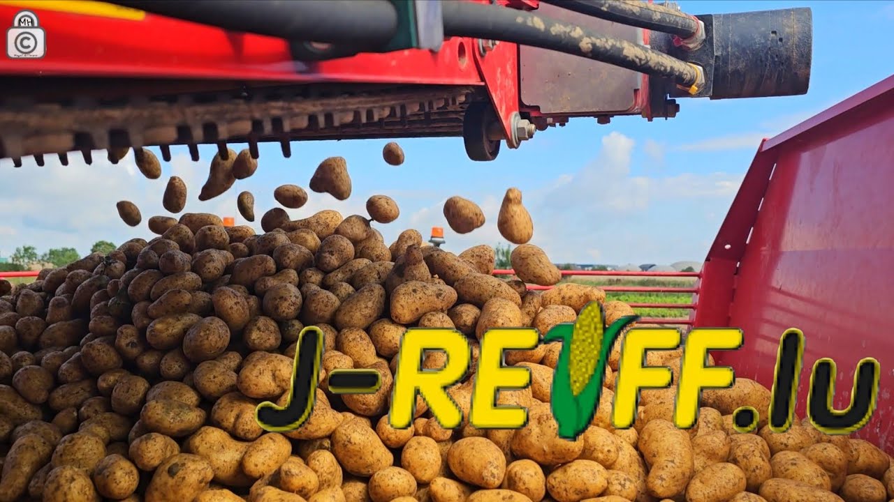 J-Reiff beim Kartoffelroden #farming #landwirtschaft #fendt #kartoffeln 