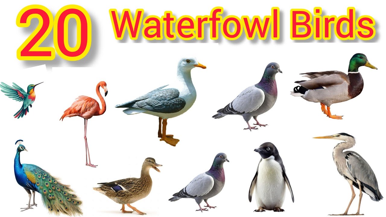 20 Waterfowl Names | Water Birds Name for Kids | जल पक्षियों के नाम | Water Birds Name with Pictures