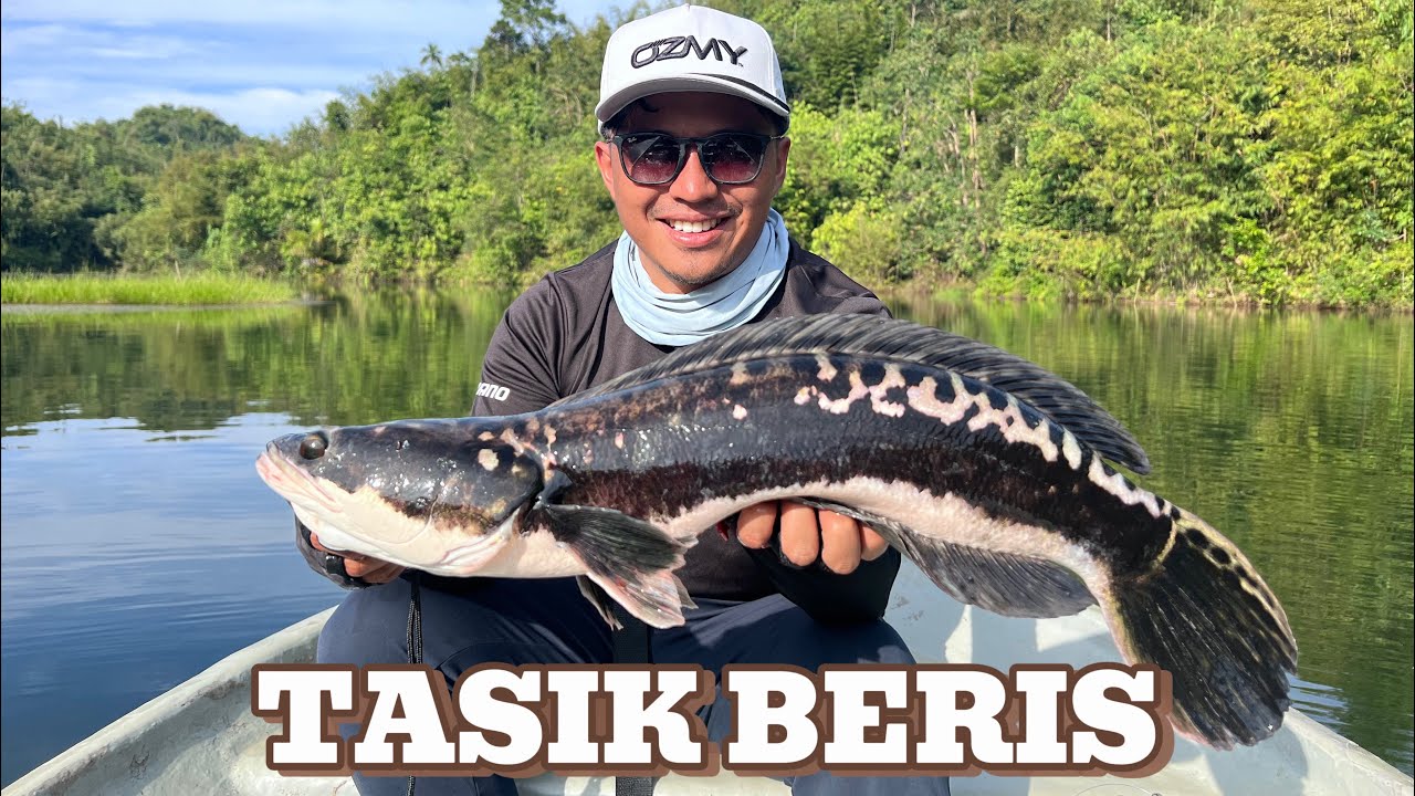 Toman Garang Tasik Beris | Putus Leader