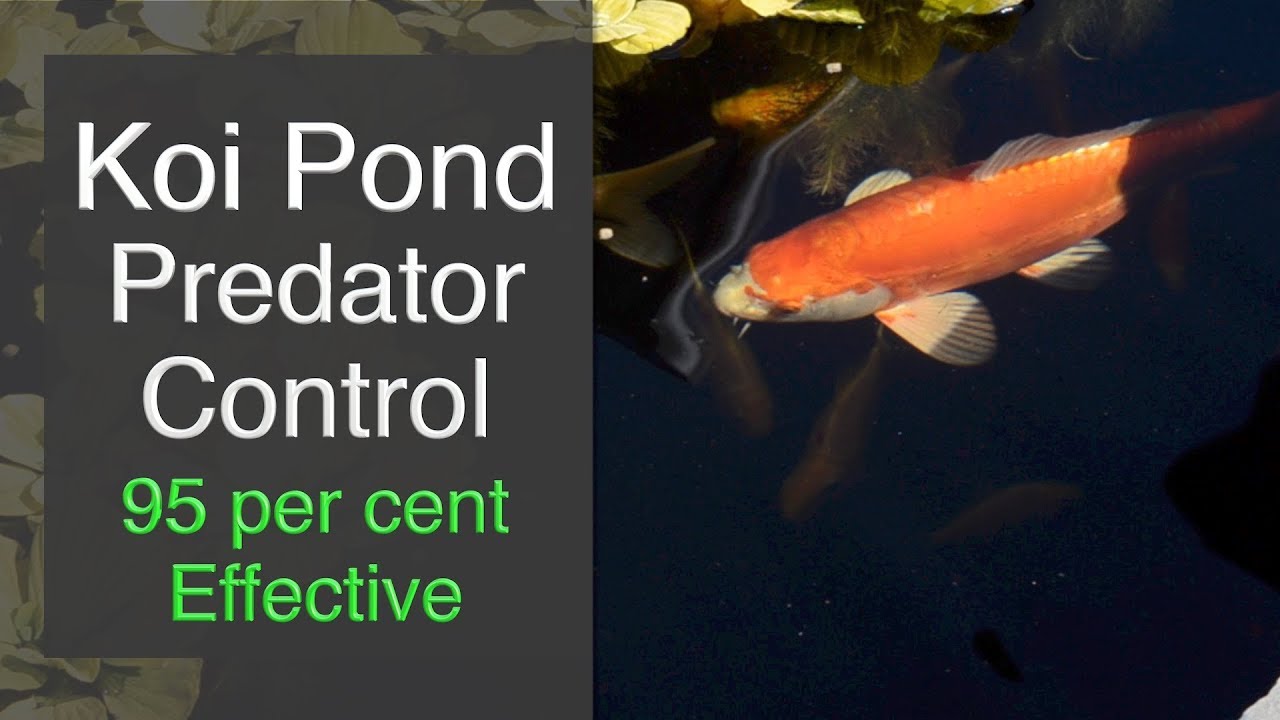 Koi Pond Predator Control - 95 per cent Effective