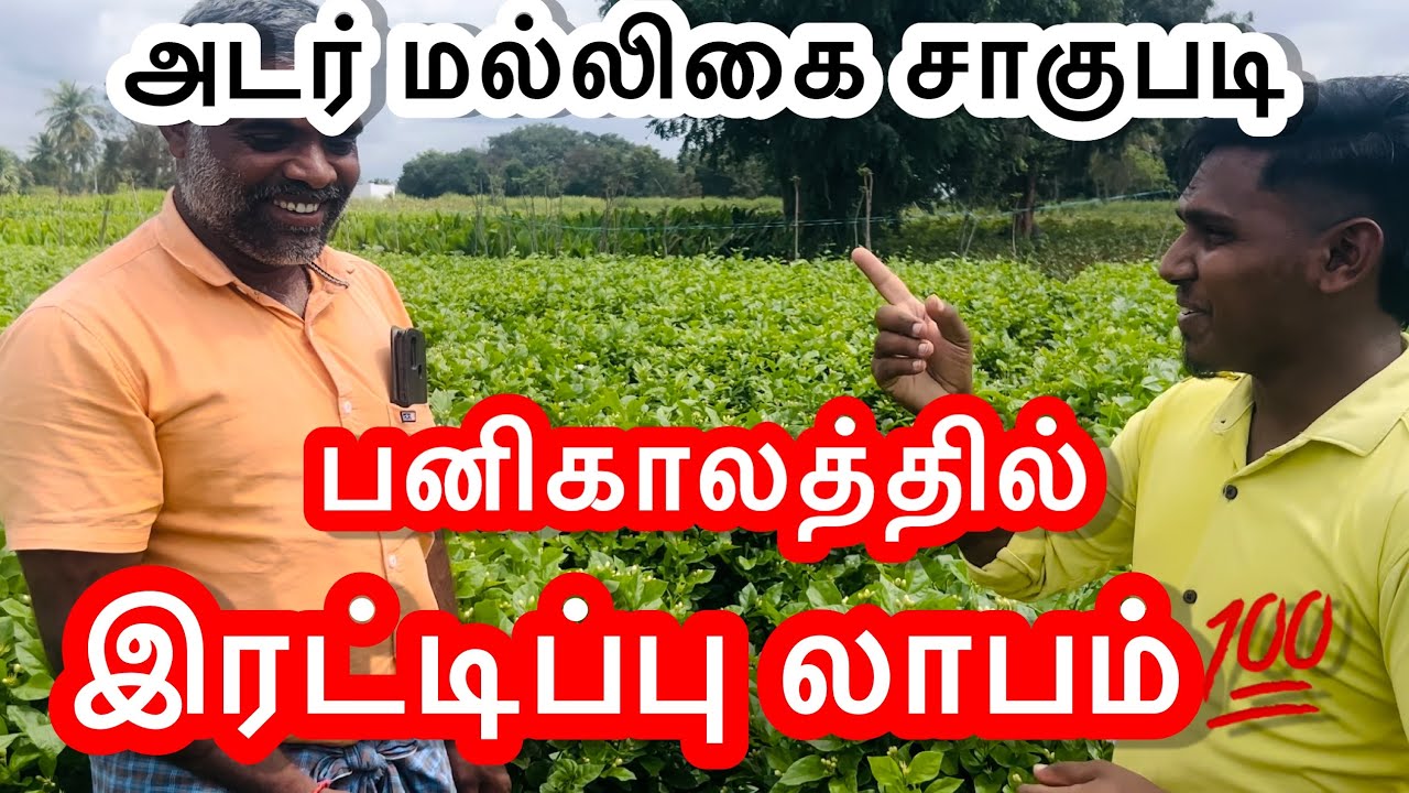 மல்லிகை அடர் சாகுபடி குறித்து அனுபவ விஙசாயி விளக்கம் #jasmine #jasminecutemoments #agriculturetips