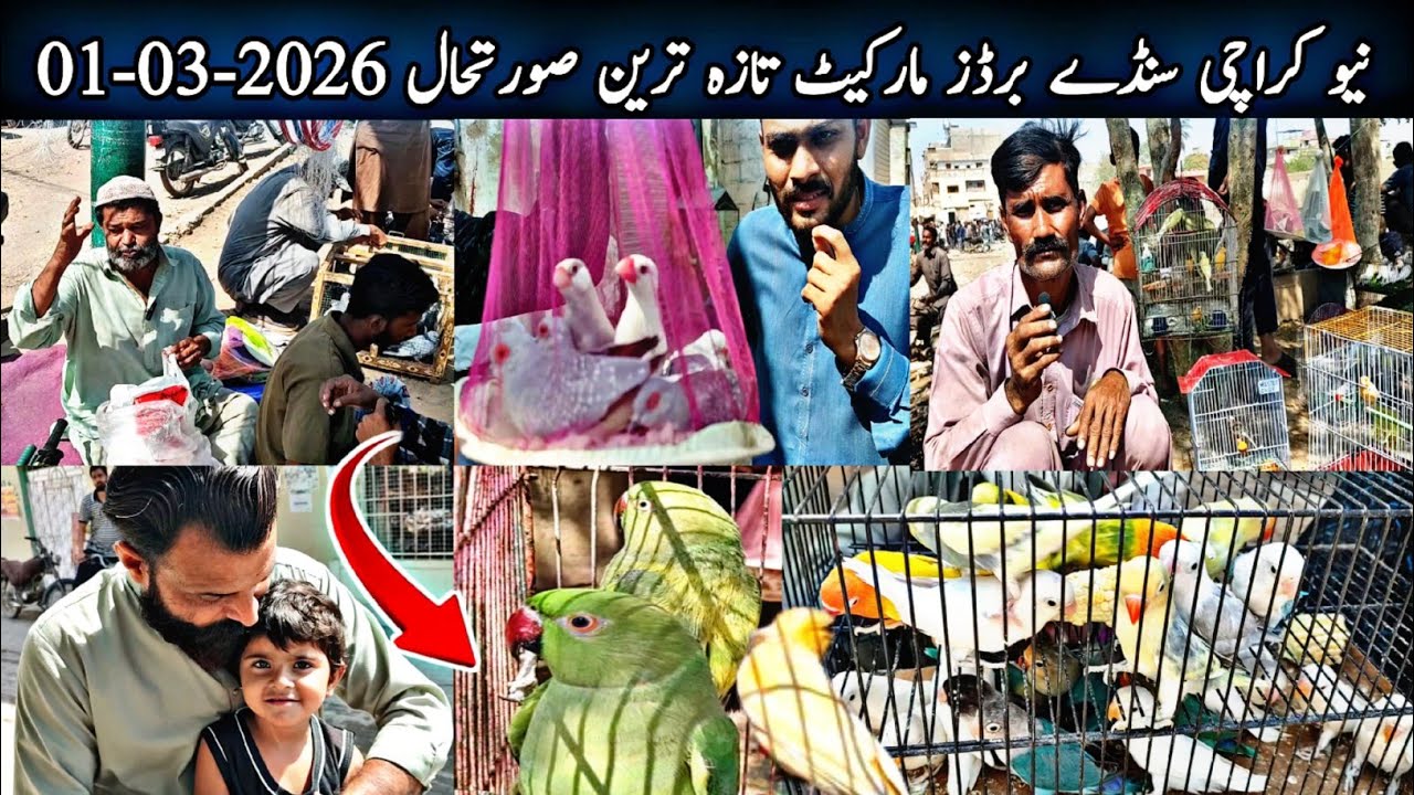 New Karachi Birds Market Sector 5-F Sunday 01-03-2026|Sunday Bird Market Karachi|Global Birds Lovers