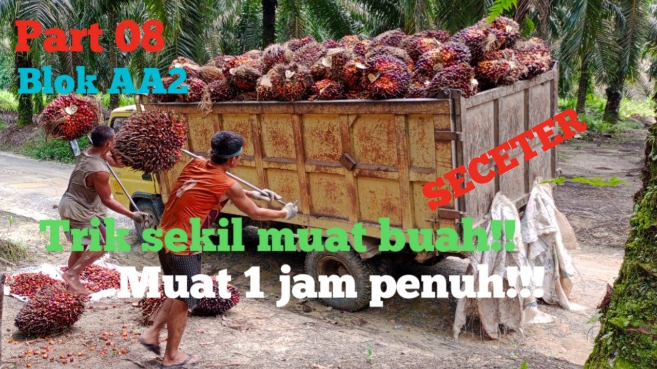 PART 08!!trik sekil muat buah sawit