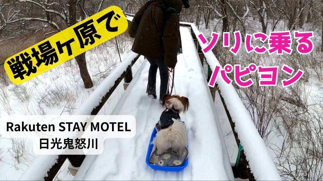 【Rakuten STAY MOTEL日光鬼怒川】ドックフレンドリールーム。犬連れ観光。日光東照宮。中禅寺湖。戦場ヶ原。ソリに乗るパピヨン吉宗が大はしゃぎ