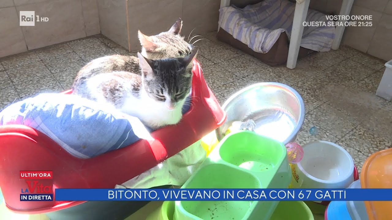 Bitonto, vivevano in casa con 67 gatti - La vita in diretta 14/03/2022