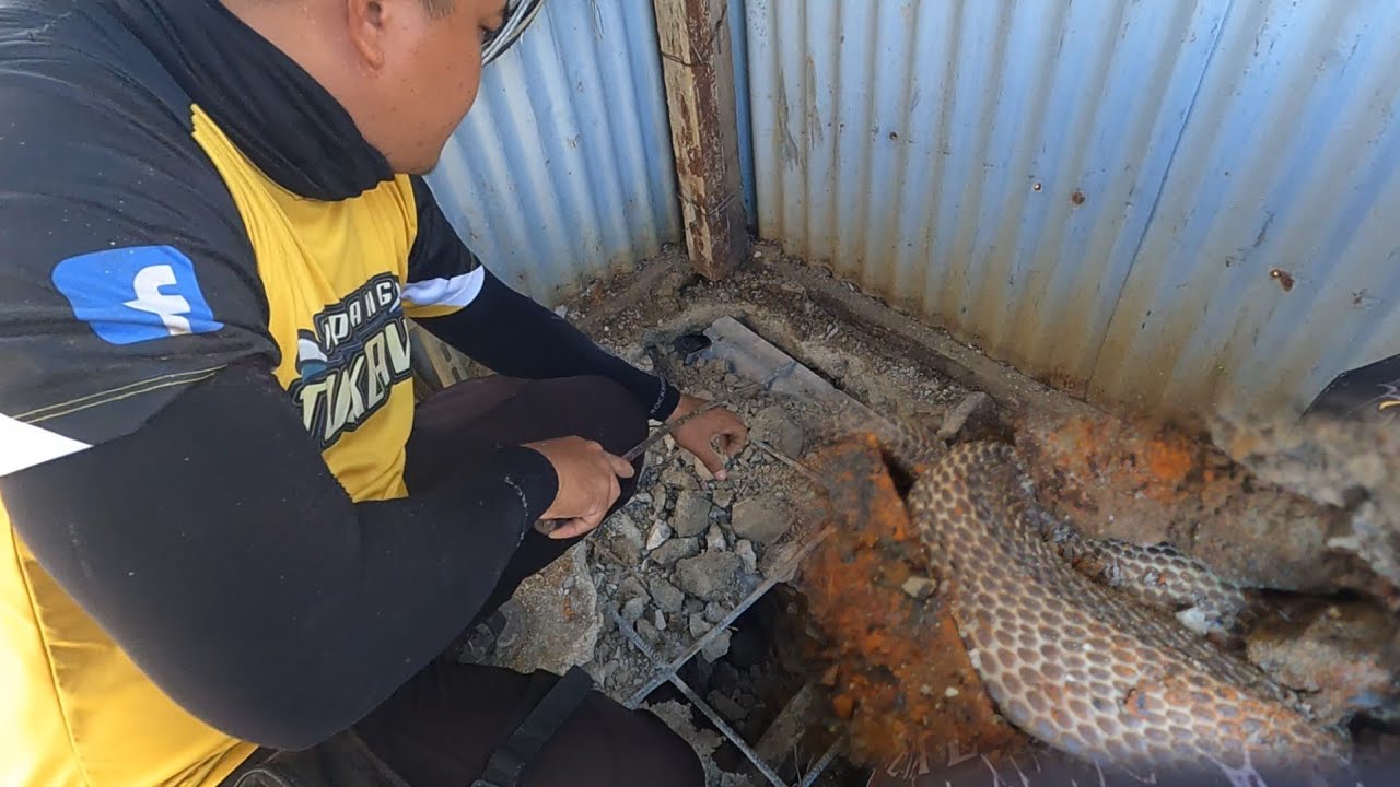 COBRA SA ILALIM NG INIDORO SA ALAMINOS PANGASINAN