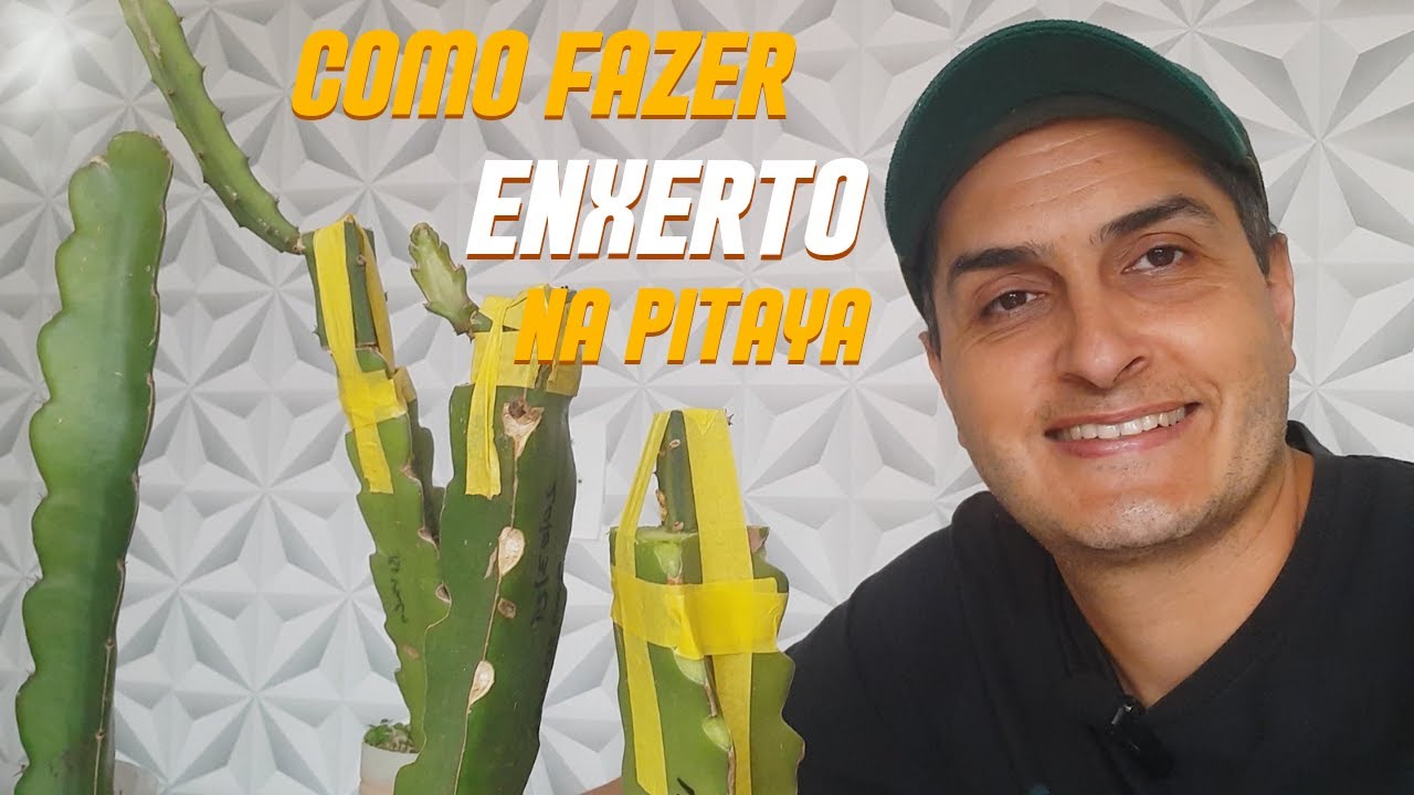 Como fazer enxerto em pitaya passo a passo !