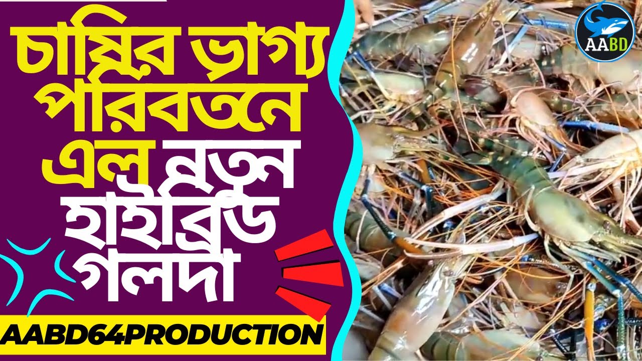 চাষে অধিক লাভবান হতে নতুন হাইব্রিড গলদা চাষ করুন (Culture New High Breed Golda for Better Profit)