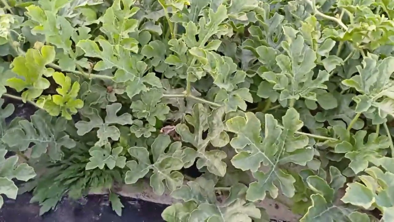 🍉🍈 Провіряєм вологу на КАВУНІ та ДИНІ. Хейтер на каналі. Цікаві коментарій, дивимося і коментуєм.