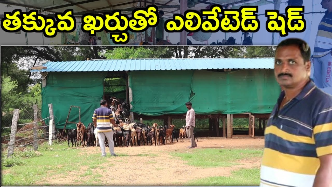 4లక్షల లోపే ఎలివేటెడ్ షెడ్ sheep goat farm shed@MalleshAdla