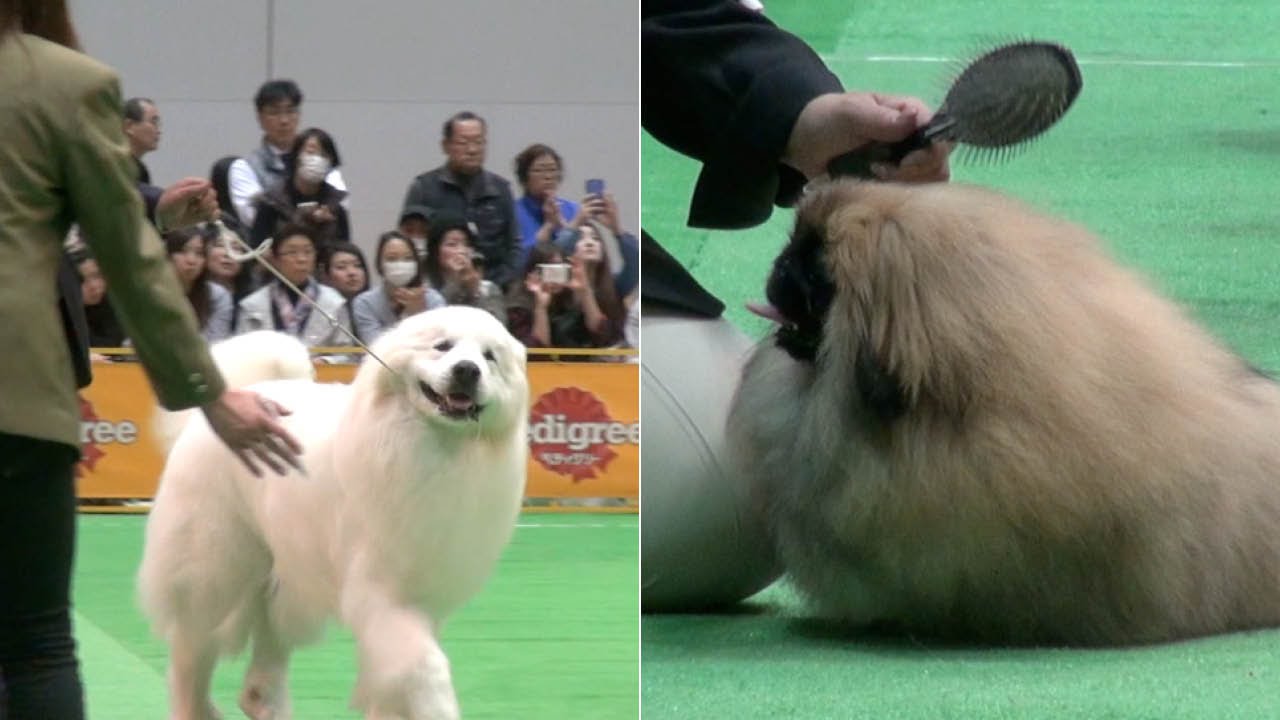 Competitors in the 2016 FCI Japan International Dog Show