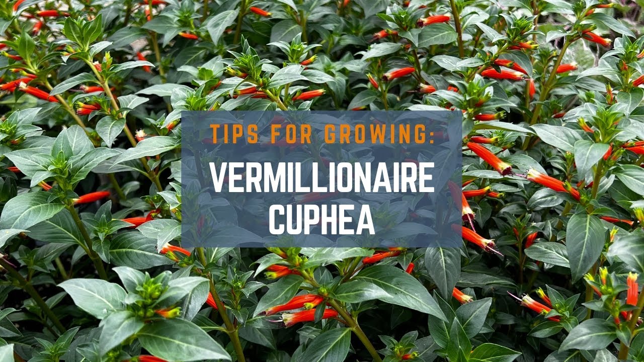 Gardening Tips for Growing Vermillionaire Cuphea