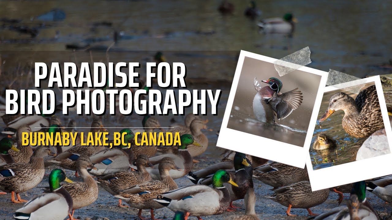A Serene Day of Bird Watching at Burnaby Lake, BC, Canada