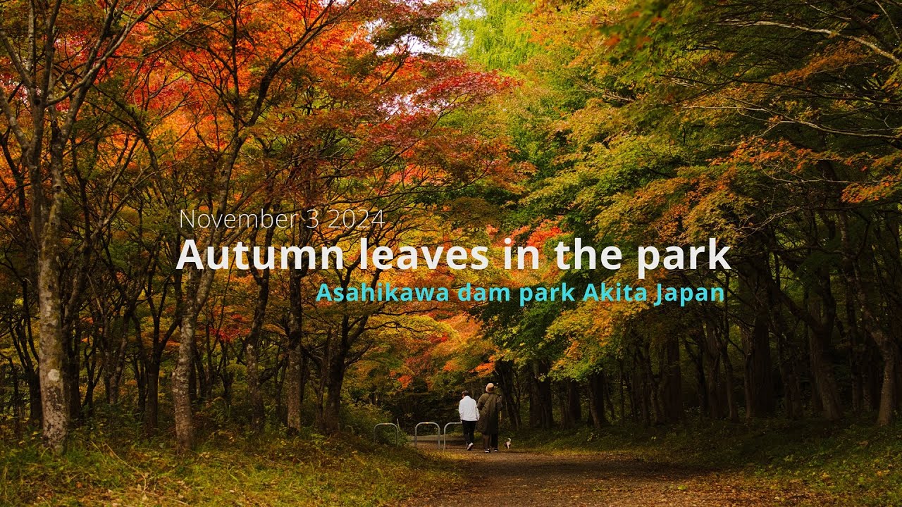 Autumn leaves in the park 4K60 HDR　Asahikawa dam park Akita Japan