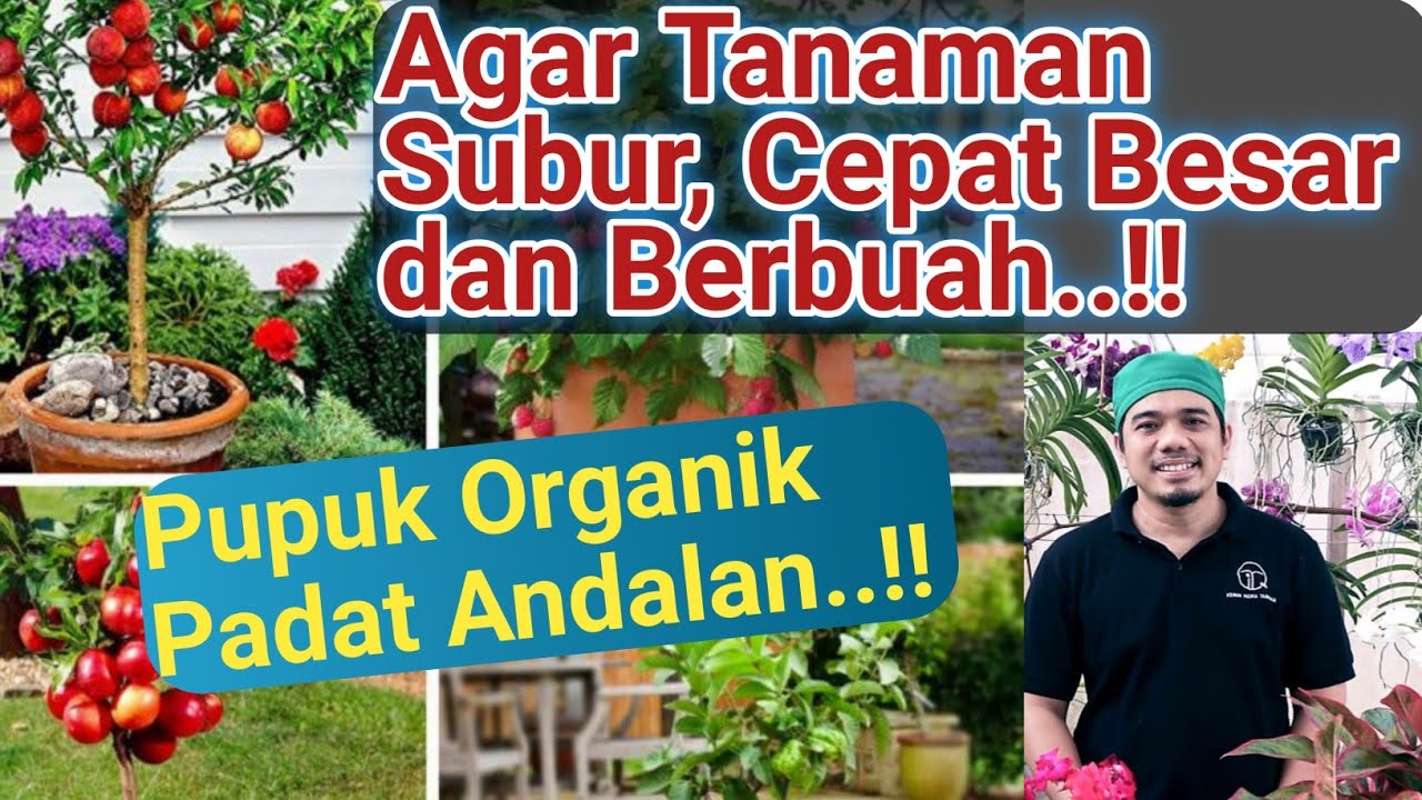 Pakai ini !! Agar tanaman Subur, Cepat Besar, Cepat Berbuah dan Lebat Buahnya! Pupuk Organik Padat.!