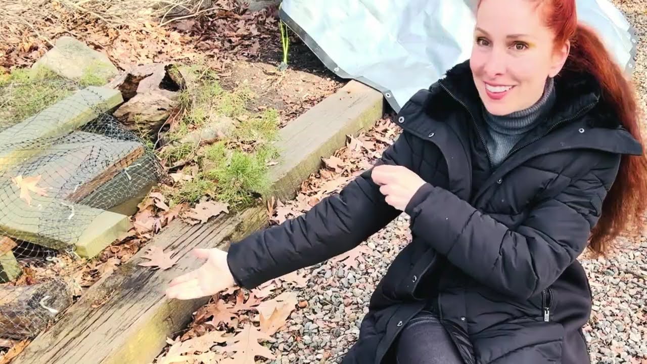 More Hammy the Chipmunk