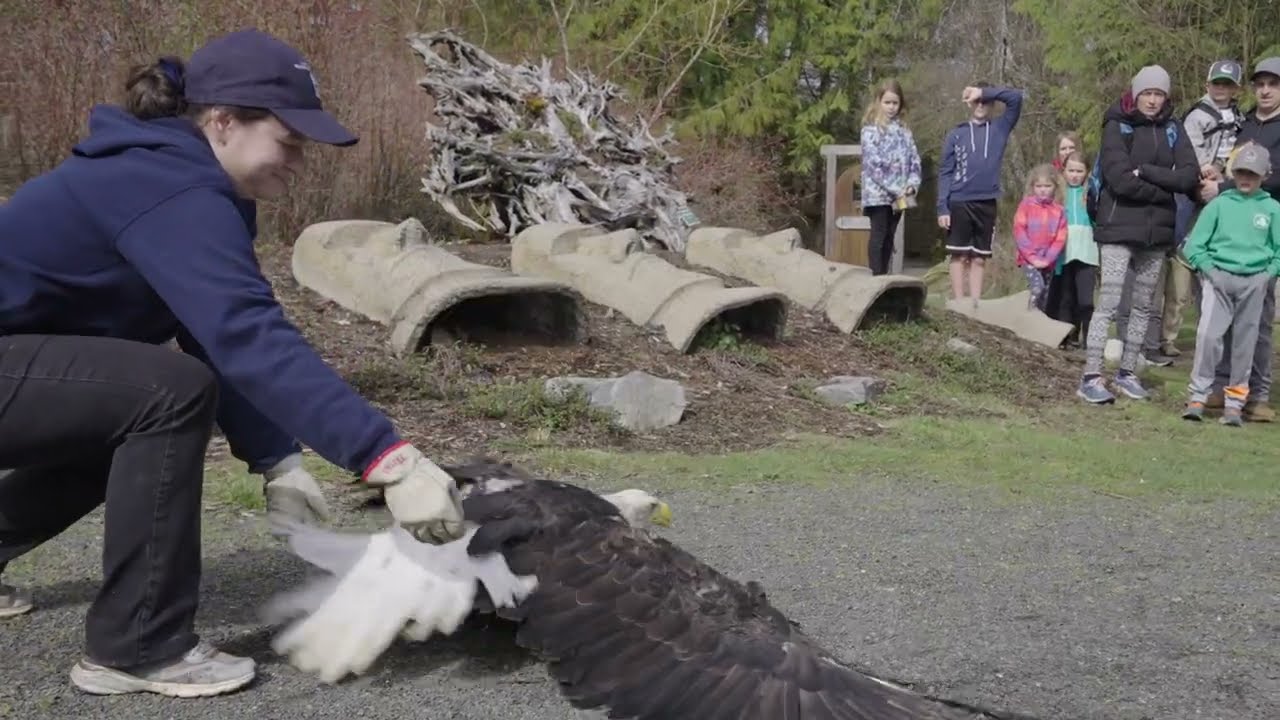 North Island Wildlife Recovery Centre Eagle Release 2022