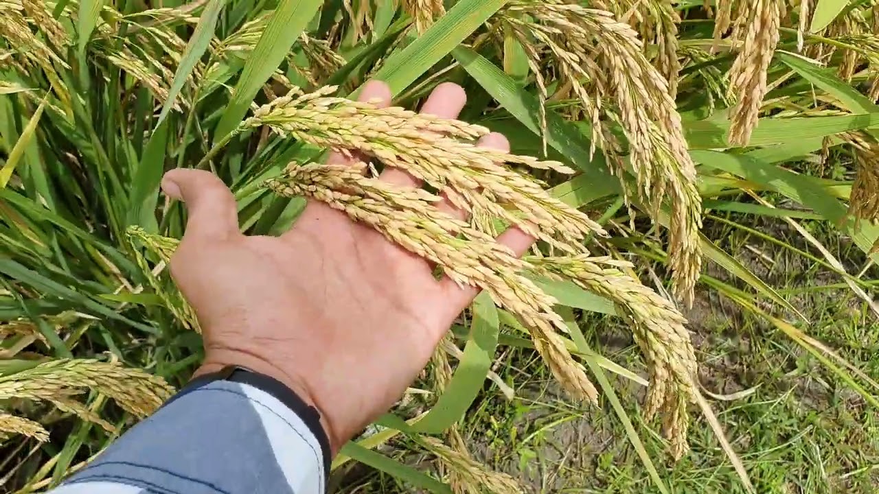 Padi Hibrida Super....!!!
