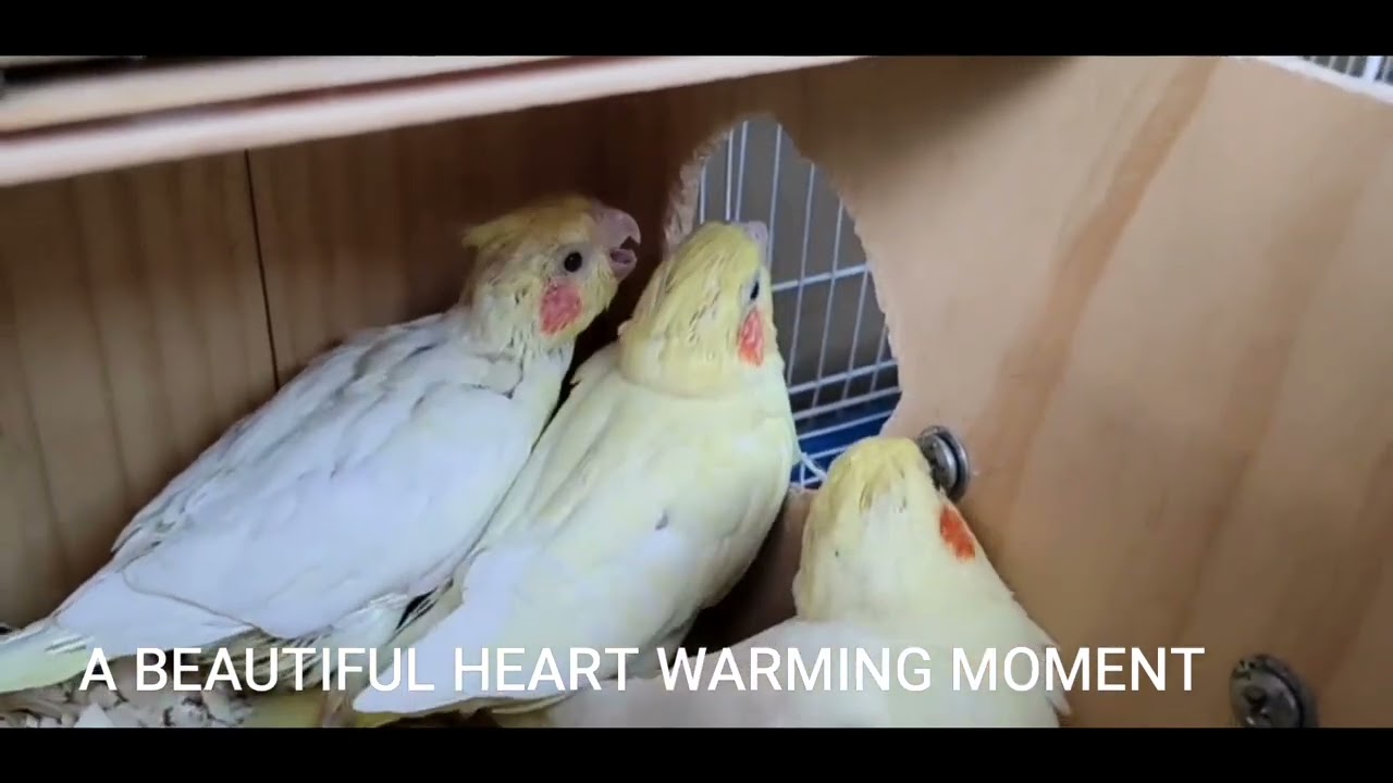Peek Inside Cockatiel Babies Get Fed by Their Supermom – Cuteness Overload.