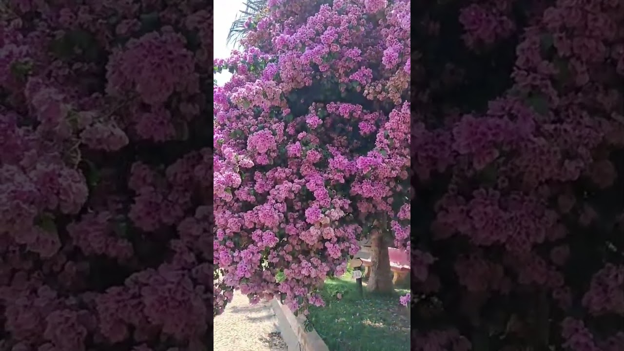 olha como estão bonitas as lavouras de café