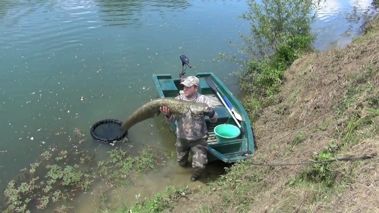 silure de l'adour au cassant / touche en direct......catfish fishing.....HD