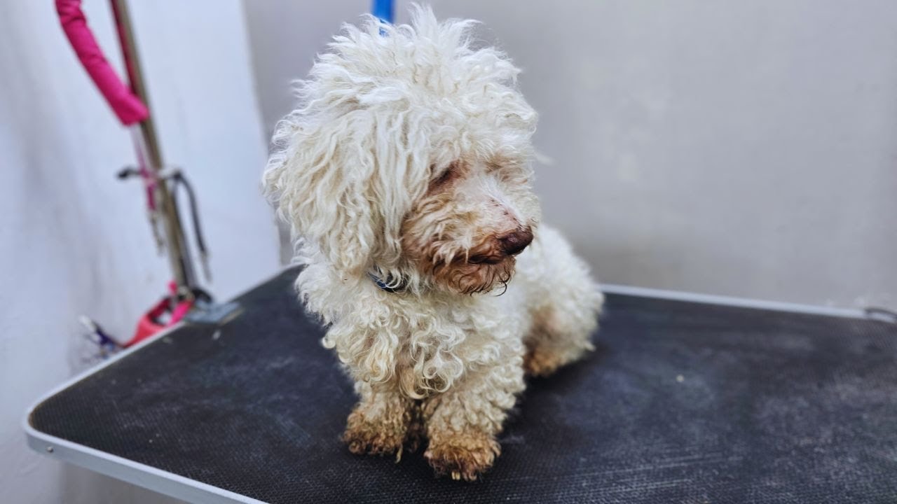Grooming a Scary and Matted Dog. Dog Grooming Transformation
