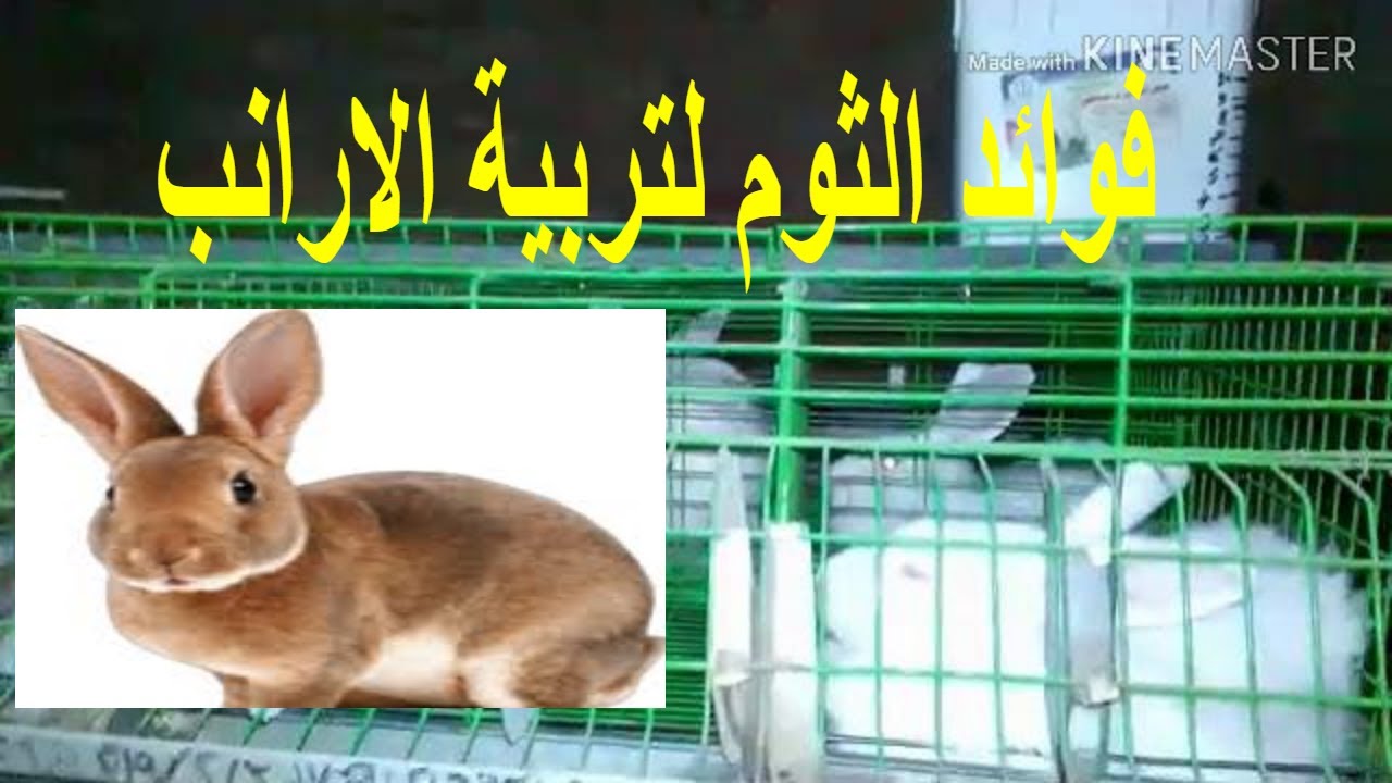 فوائد الثوم فى تربية اللارانب