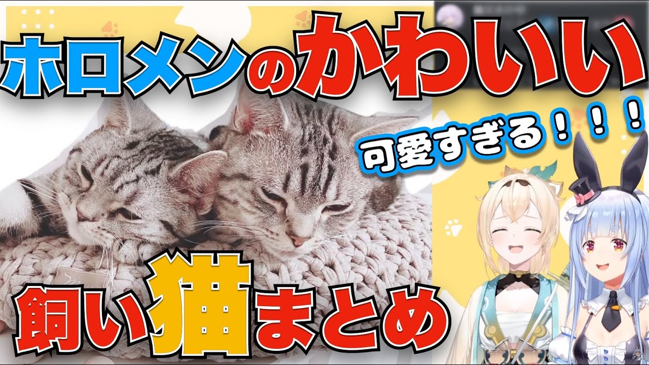 ホロメンの飼っている猫たちが可愛すぎて癒されるぺこらといろは【兎田ぺこら/風真いろは/ホロライブ切り抜き/猫】