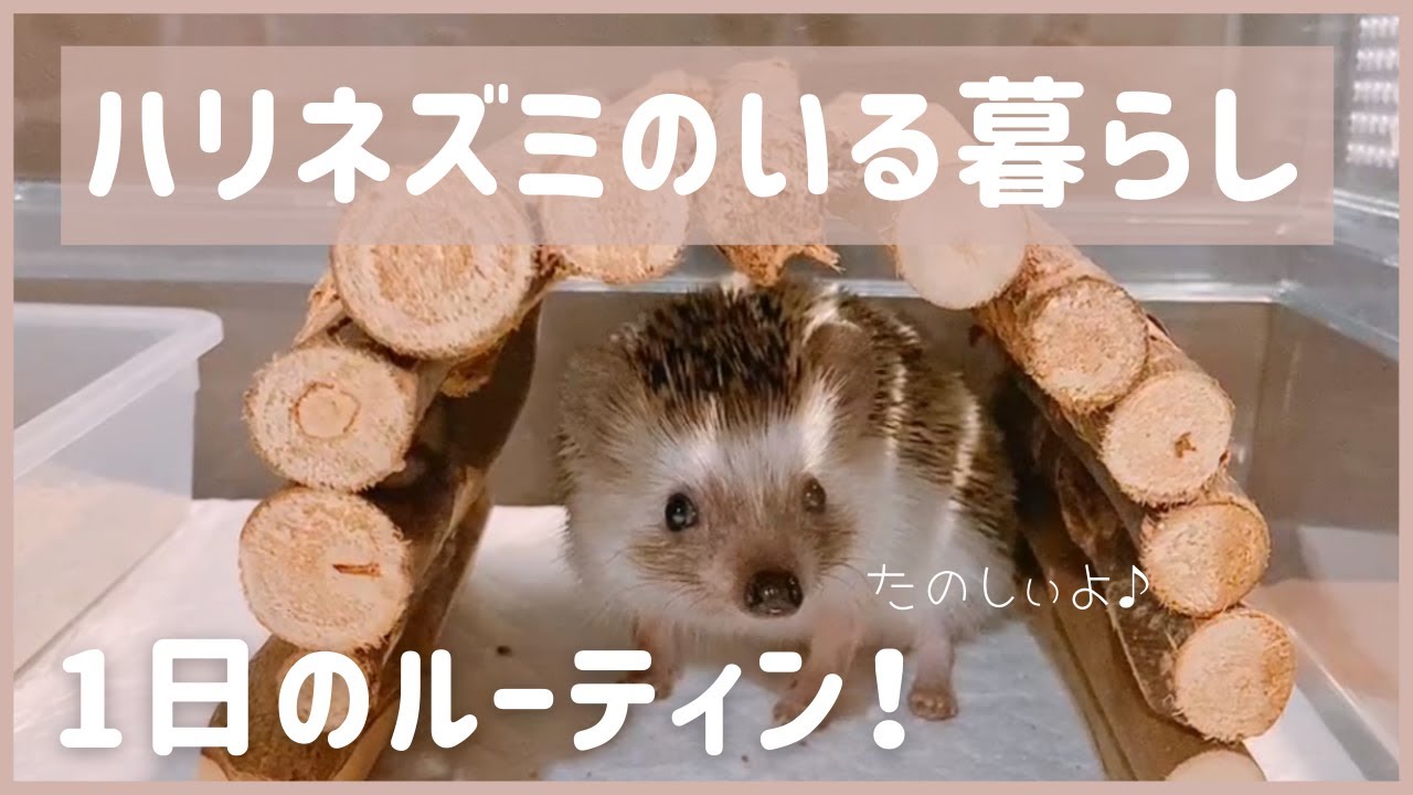 ハリネズミのいる1日の過ごし方【ルーティン】Hedgehog Daily