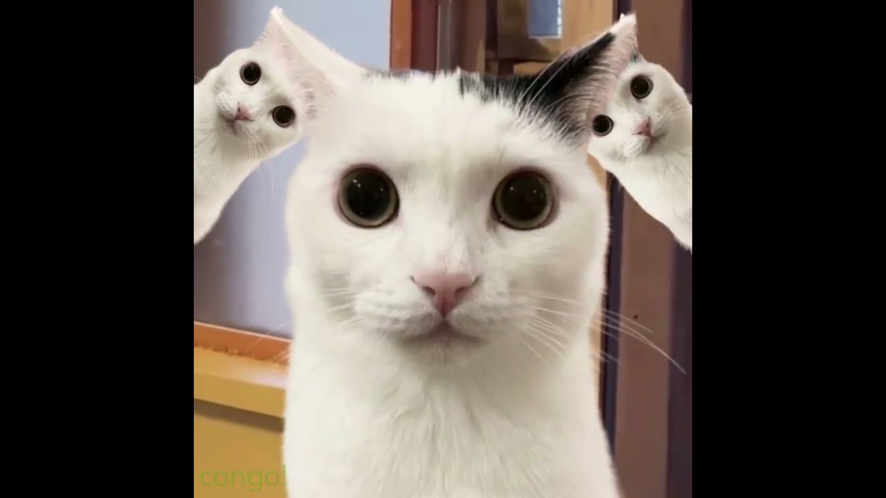 Cat memes #2