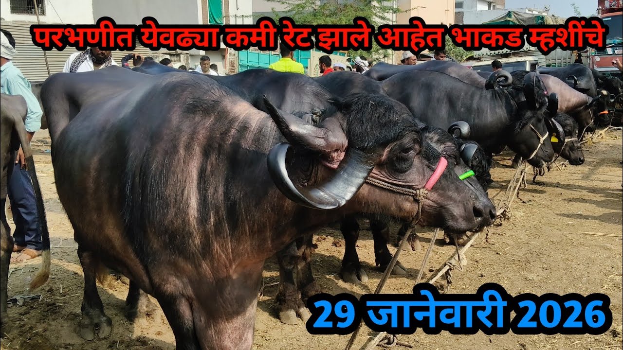 या आठवड्यात लागण म्हशींचे दर काय आहेत? | Parbhani Khandoba Mhais Bazar Update