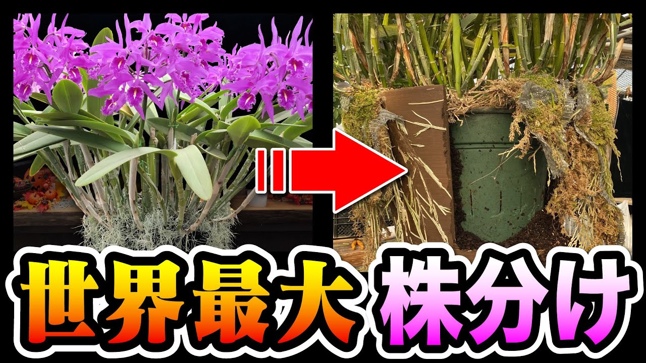 【洋蘭】カトレア大株植え替え　10年間大きくしたカトレア の植え替え作業を大公開です！[Western orchid] Replanting large Cattleya plants