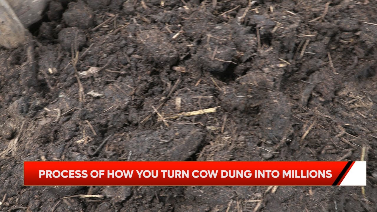 Start turning cow dung into millions today. #agriculture #farming #farmer #cowdung #Tulime