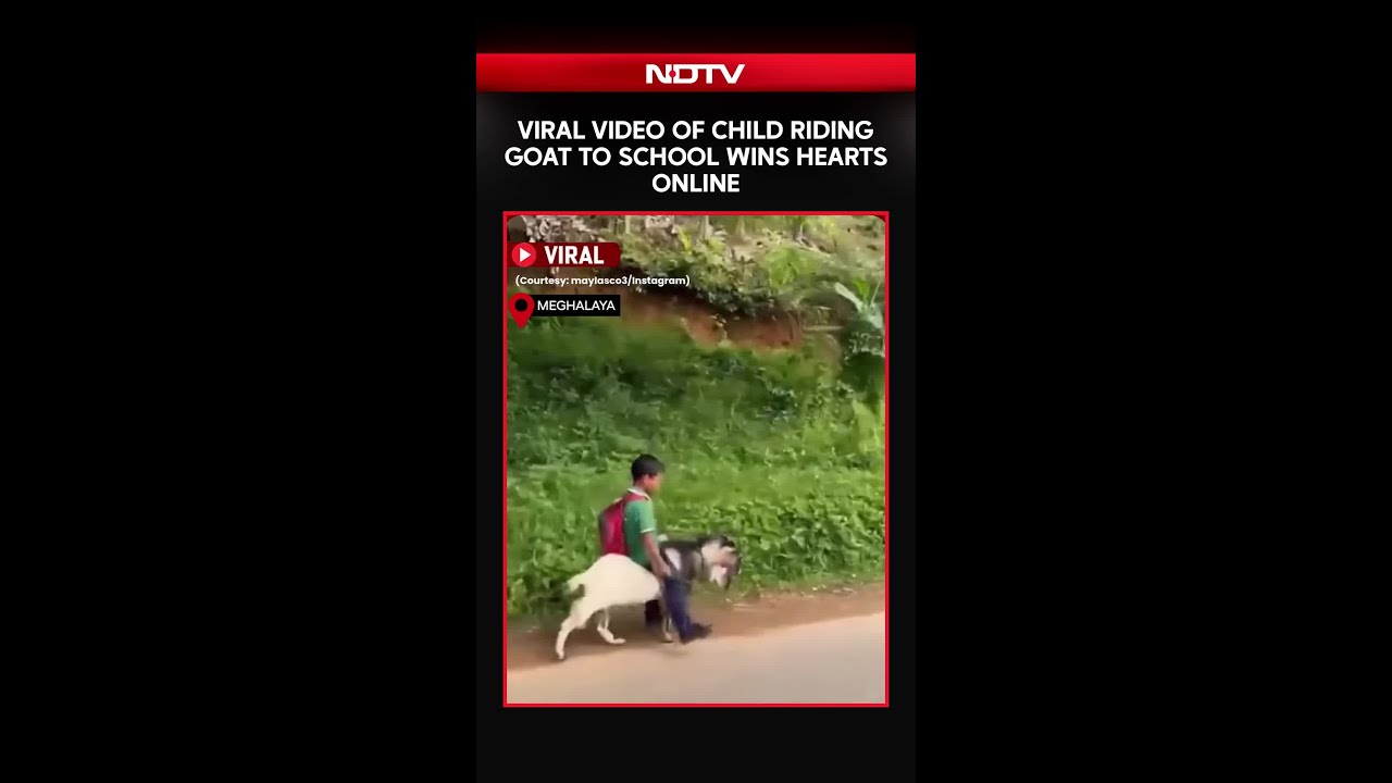 Meghalaya Viral Video: Child Rides Goat to School, Wins Hearts Online