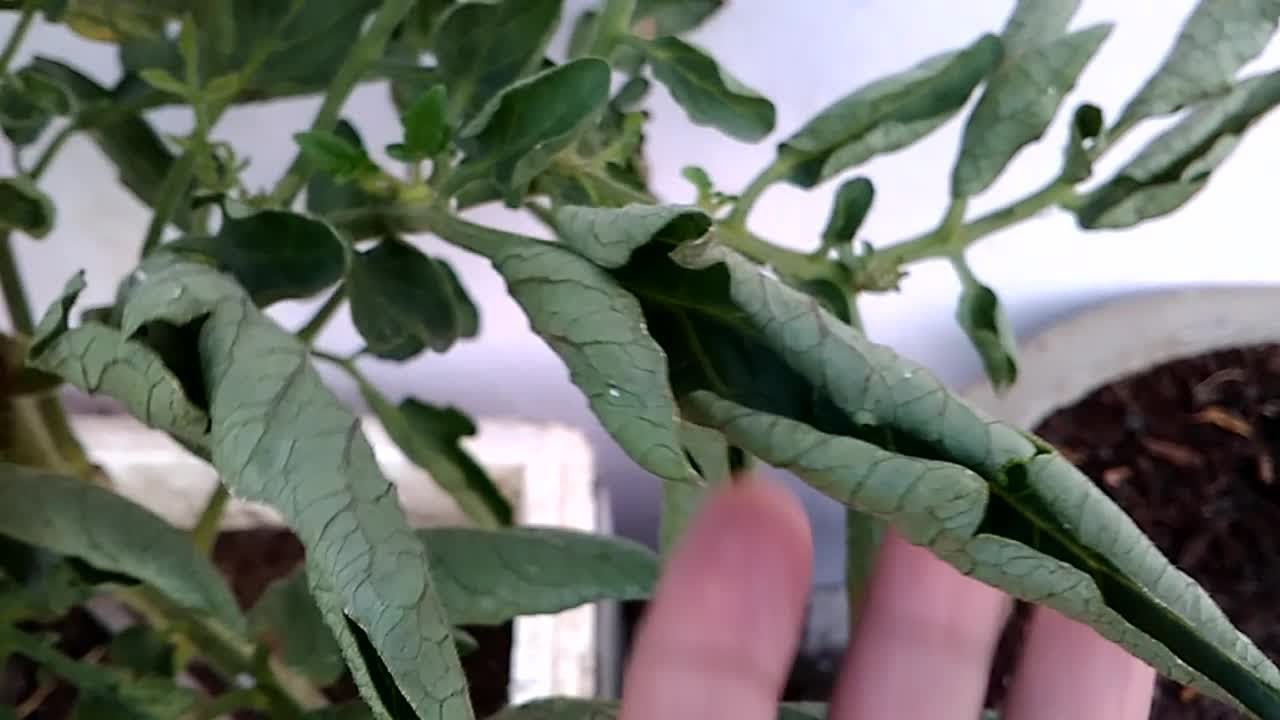 लीफ कर्ल वायरस | Tomato & Chilli | Tomato Disease | Chilli Disease | पर्ण संकुचन