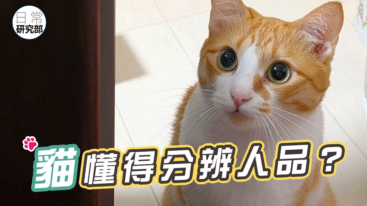 貓的第六感：看穿好人壞人？ 幫你挑選真命天子？