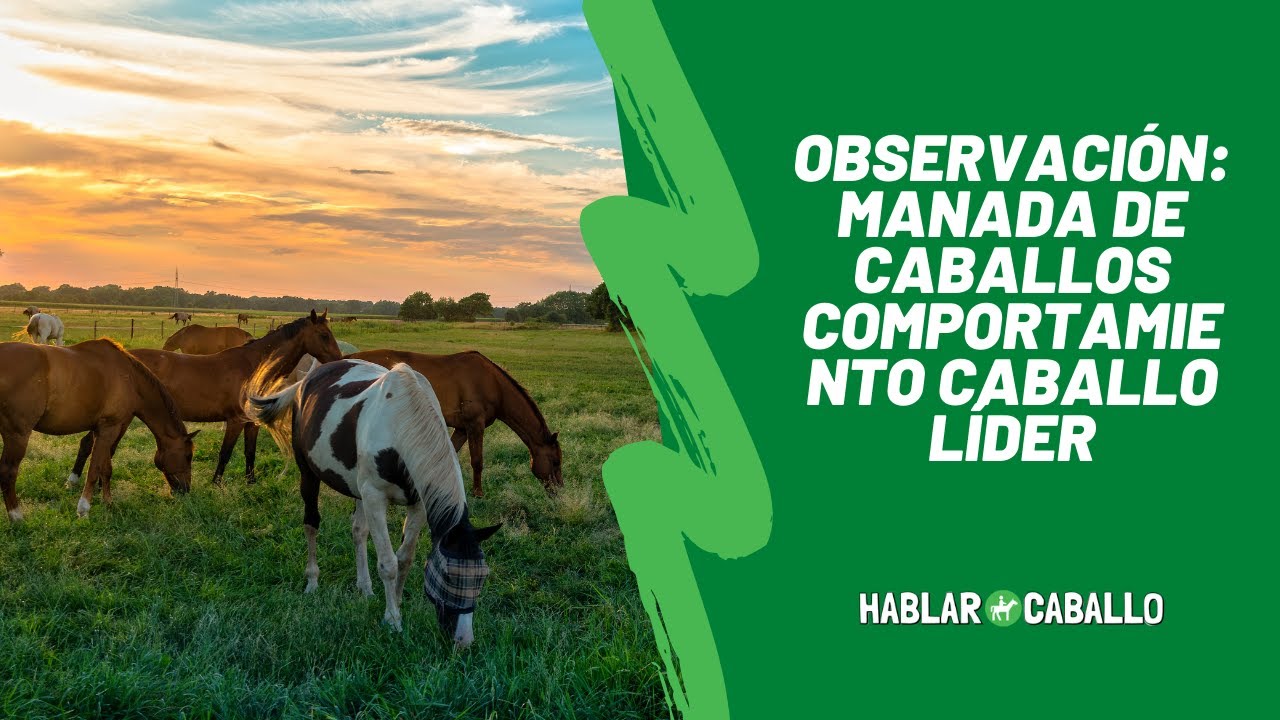 Manada de Caballos Comportamiento Caballo Líder - Observación