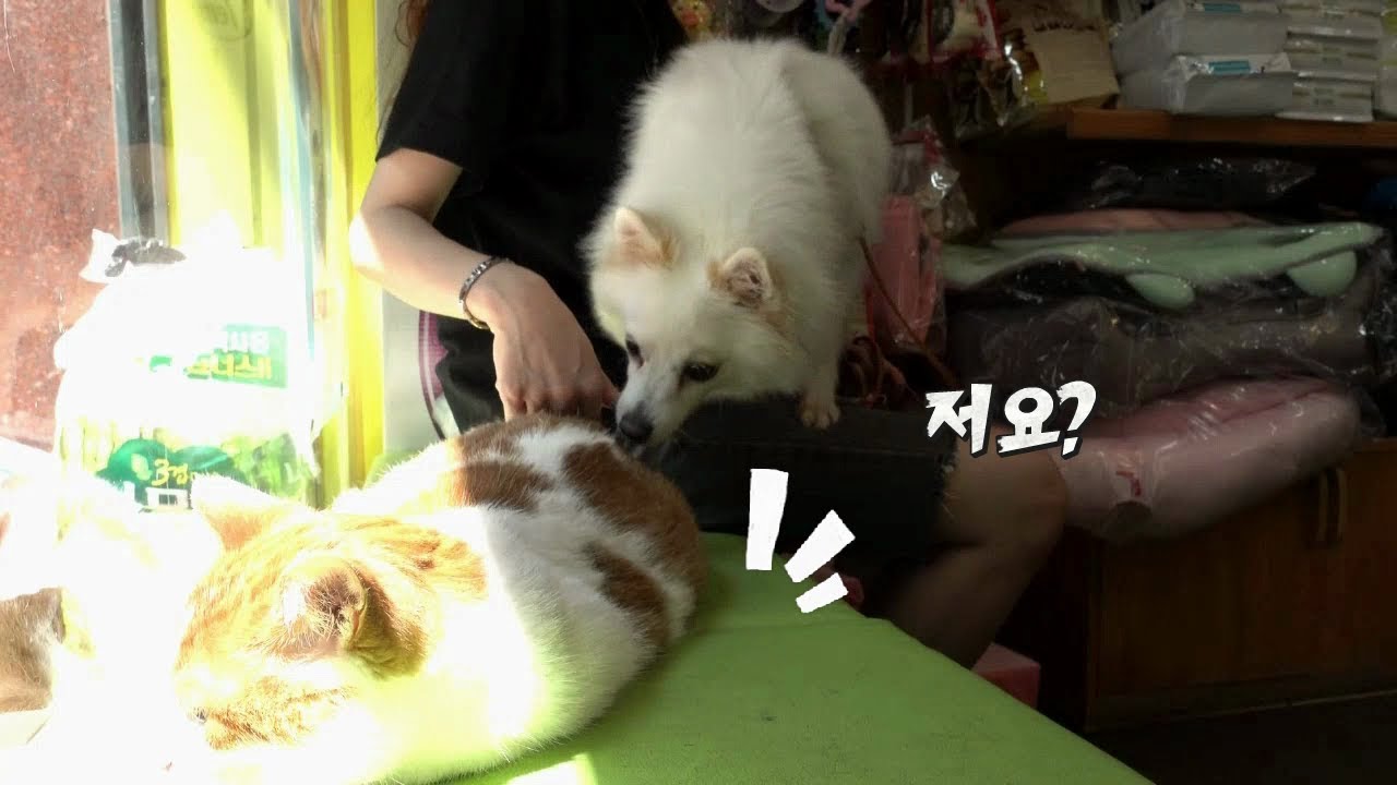 뽀양이 만날때 같이 있던 강아지는 어떻게 지내요?
