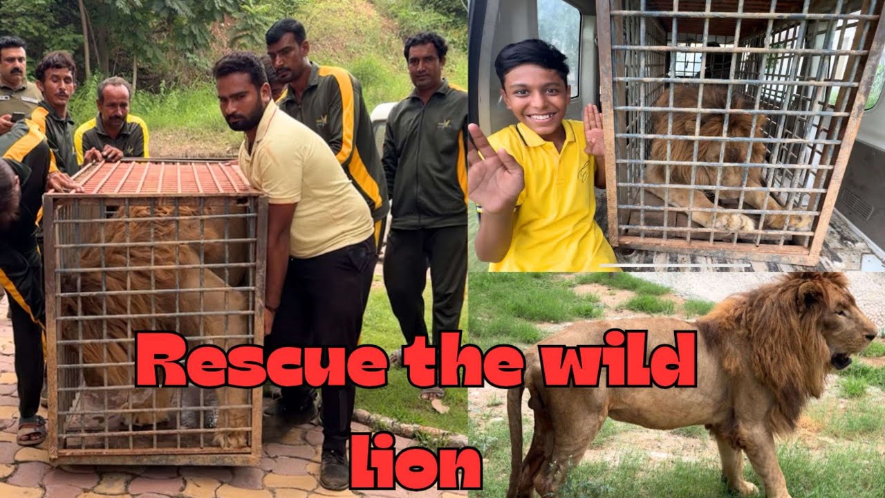 🆘 Rescue Mission: Saving a Wild Lion from the Brink 🦁💔