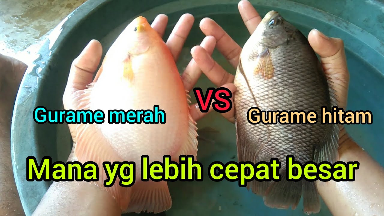 Ikan Gurame merah dan hitam mana yang cepat besar
