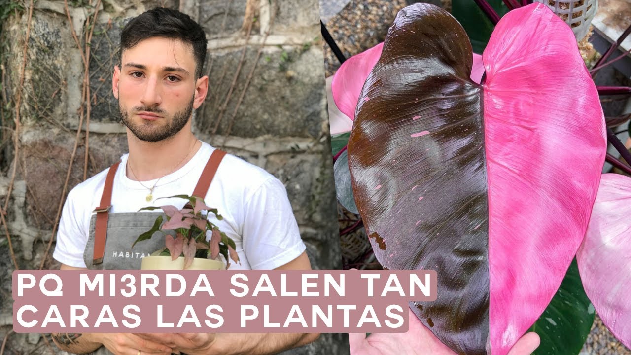 Los viveros te están estafando????