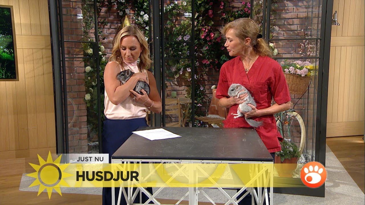 Se Frida ersätta Martin med ovanliga husdjuret – chinchillan Golden Lady - Nyhetsmorgon (TV4)